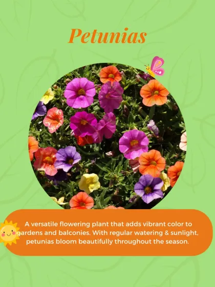 Petunias are another versatile and vibrant option. With regular watering and sunlight, they will reward you with beautiful blooms all season long.