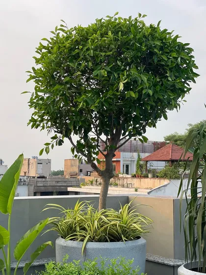 A lush corner for a minimalist terrace garden. This large Ficus topiary in a Sereno pot, with smaller plants at its base, creates a stunning focal point without cluttering the space.