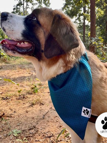 Our Green and Red check bandana, shown here on a St. Bernard. It's a stylish and comfortable accessory for your pet's winter wardrobe.
