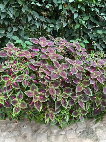 A close-up of the vibrant Coleus hedge. The intricate patterns on the leaves make it a standout choice for adding colour and texture to any landscape design.