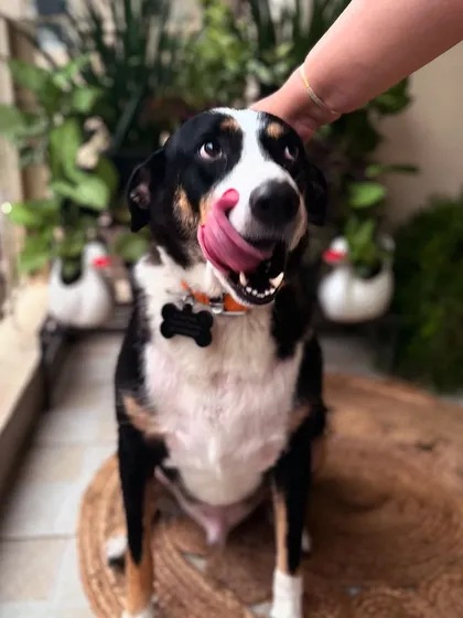 Meet Max, our Chief Pawsitivity Officer, giving his lick of approval. Creating beautiful gardens that are also safe for your furry family members is a top priority for us. Here he is enjoying a newly designed, pet-friendly balcony space filled with non-toxic plants.