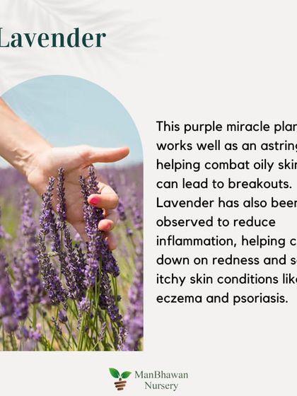 Skincare Plant 4: Lavender. This purple miracle plant works well as an astringent, helping combat oily skin. It can also reduce redness and soothe itchy skin conditions.
