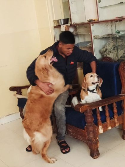 A little bit of love goes a long way, especially for this Beagle who loves being the center of attention.