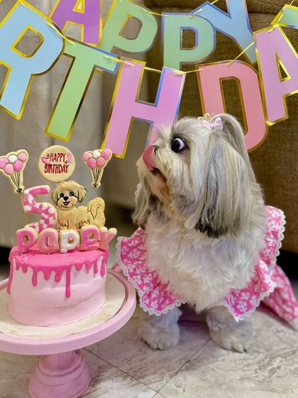 The moment of truth. Poppy goes in for a taste of her delicious birthday cake. We ensure every ingredient is safe and yummy for your pets.