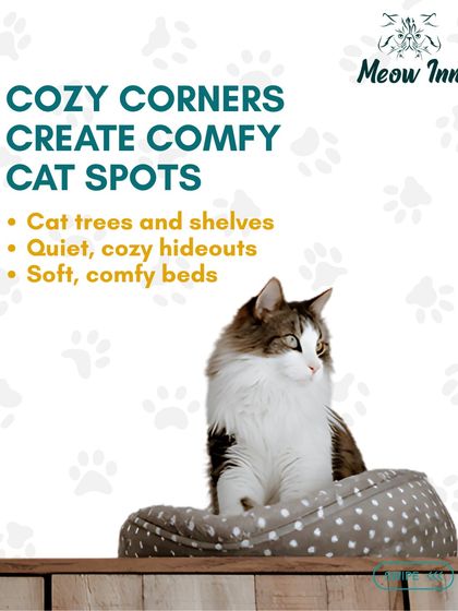 Meow Inn - Cat Hotel & Boarding Your Guide to Feline Wellness photo 20