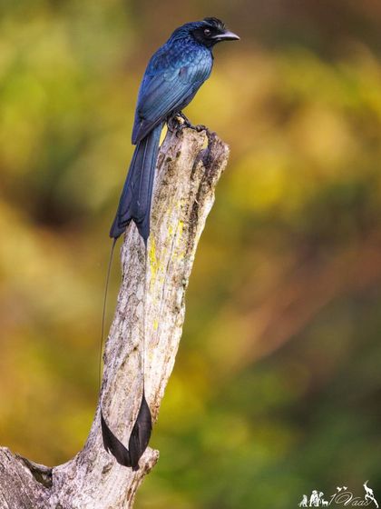 A portrait of the Greater Racket-tailed Drongo, showing its glossy plumage and the distinctive "rackets" at the end of its tail feathers.