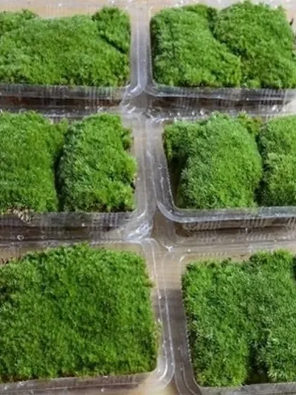Multiple packs of our live moss, ready for retail and wholesale orders. We ensure consistent quality and safe packaging.