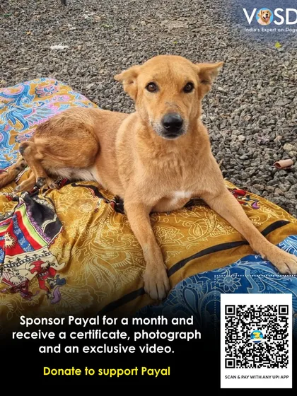 This is Payal, resting comfortably on a soft blanket. A simple comfort she couldn't have on the streets. Your sponsorship provides not just medical care, but dignity and peace.