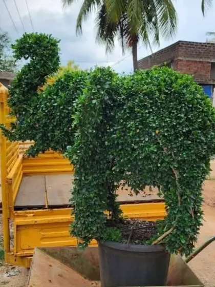 My topiary creations are ready for delivery to your location. Here, a large elephant-shaped topiary is loaded onto a truck, demonstrating my capability to transport even large and complex living sculptures safely.