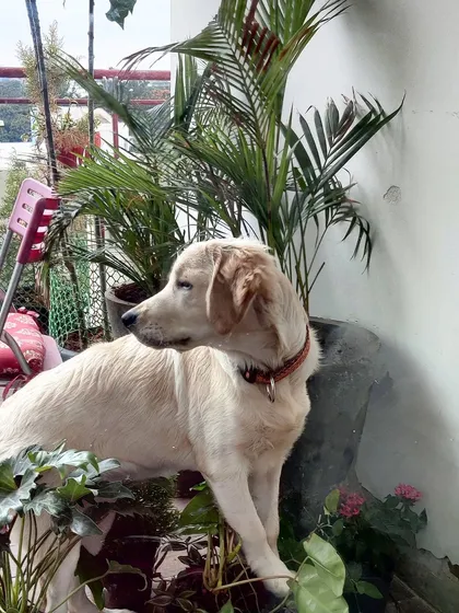An important part of a dog's development is learning to be calm and enjoy their own company. Here's Luna finding her zen spot amongst the plants on the patio. I create these quiet moments to help dogs learn to self-soothe and relax.