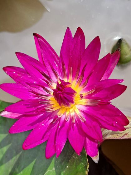A vibrant magenta water lily in full bloom. The intense color makes it a stunning focal point in a pond or container garden.