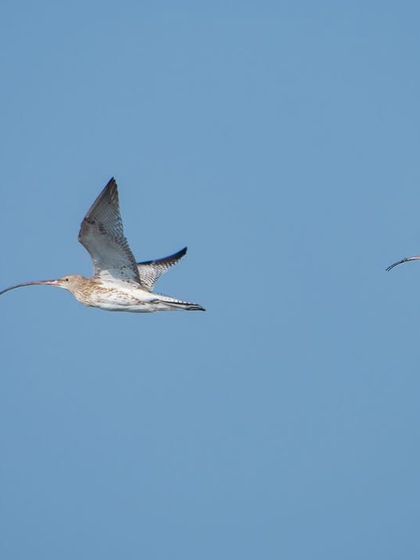 Two Bar-tailed Godwits in flight. Their long, curved bills are distinctive even from a distance, making for a great flight silhouette.