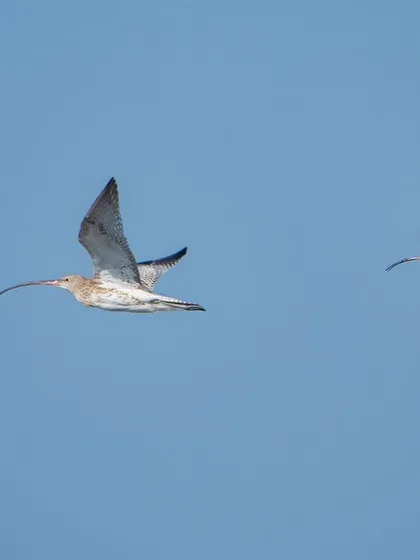 Two Bar-tailed Godwits in flight. Their long, curved bills are distinctive even from a distance, making for a great flight silhouette.