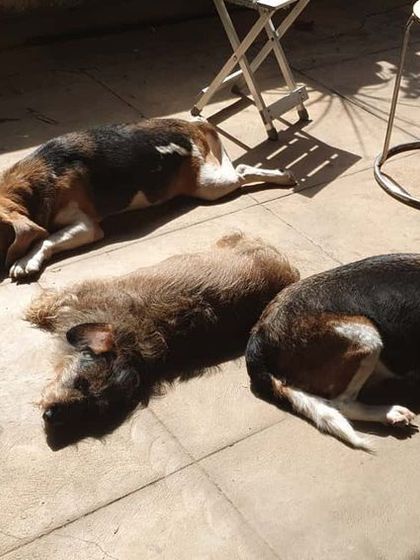 The Urban Dawg - Canine Nutrition & Wellness Consulting Specialized Care for Senior & Special Needs Dogs photo 5