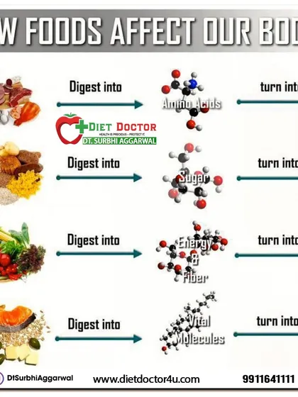 This chart explains how different foods are broken down by the body. Proteins digest into amino acids for building, carbs into sugar for energy, and fats into vital molecules for cellular health.