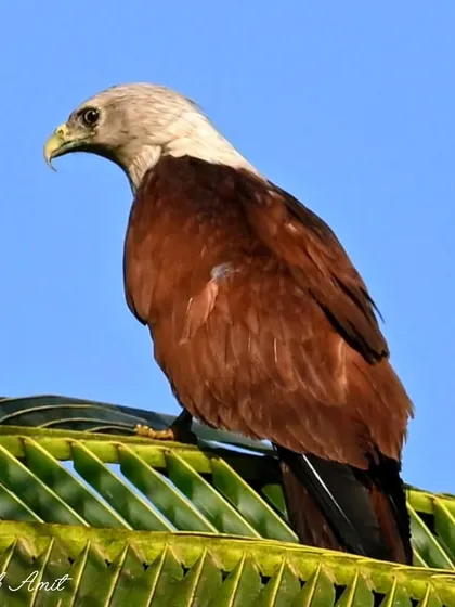 The Brahminy Kite, with its contrasting white head and chestnut body, is a common but magnificent sight along India's coastlines and wetlands. Here it sits majestically atop a palm, ever watchful, a true ruler of the skies.