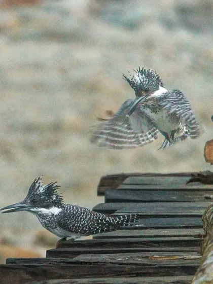 A pair of Crested Kingfishers during a mating attempt. The male bird's aerial agility is on full display as he approaches the perched female.