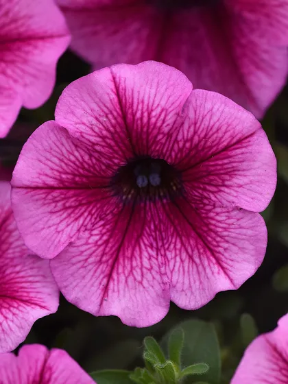 This petunia features intricate dark veining against a rich magenta petal, a testament to the beauty of our hybrid varieties. Perfect for adding depth and texture to your flower arrangements.