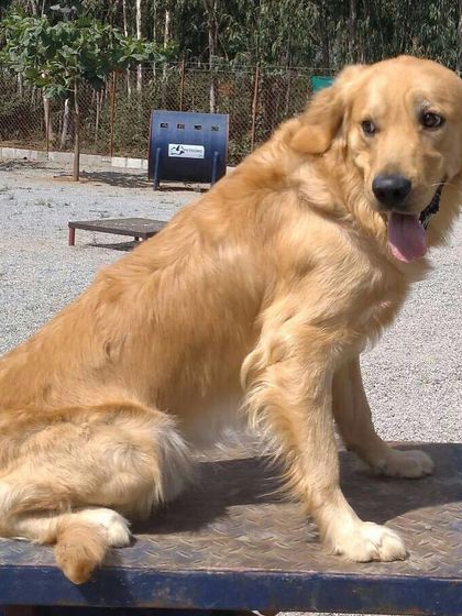 Petboro - Dog Training Agility and Skill Training photo 7