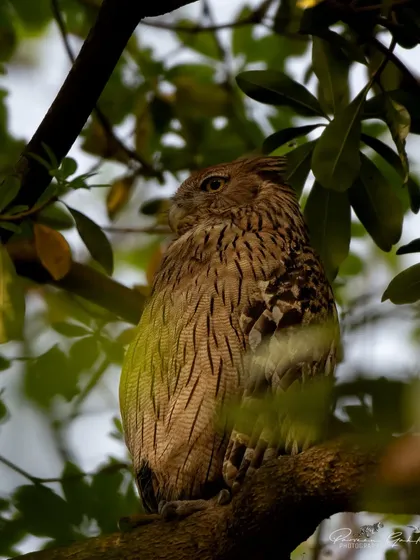 A Brown Fish Owl perched among dense leaves in Pilibhit.