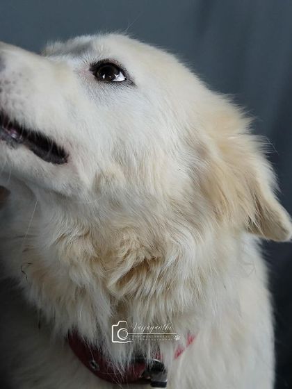A beautiful portrait of a fluffy white dog looking up, captured with soft studio lighting.