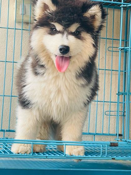 Standing shot of the "BIG BOY" in his crate. You can really see his size and the amazing volume of his woolly coat.