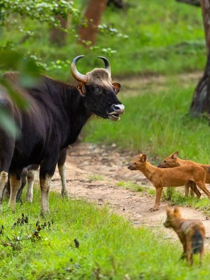 A rare and tense face-off between a herd of Gaur and a pack of Dholes. I witnessed this potential hunt in progress, capturing the size difference and the standoff between predator and prey.