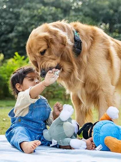 A shared moment of sweetness during a first birthday cake smash. Little Aariv offers a bit of frosting to his best friend, Ollie the Golden Retriever. These are the candid, heartwarming interactions that turn a photoshoot into a cherished memory of growing up together.