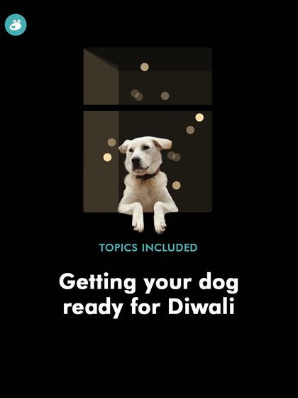 Getting your dog ready for Diwali starts weeks in advance. My workshop focuses on proactive preparation to make the experience as smooth as possible for your furry friend.