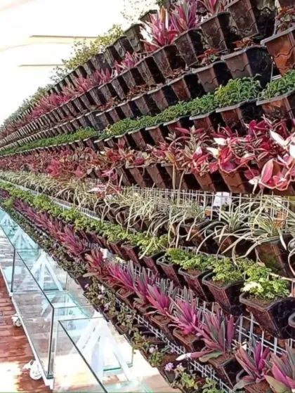 A to Z Gardening - Vertical Gardens Balcony & Terrace Makeovers photo 9