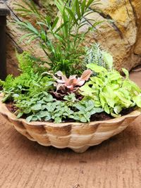 Custom Plant Arrangements