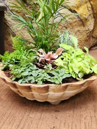 Custom Plant Arrangements