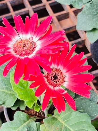 A stunning, bright red Gerbera Daisy with a white-ringed centre. The colour is so intense, it's guaranteed to make you smile.