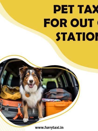 Thinking of a trip out of the city? My outstation pet taxi service is designed for the comfort and safety of your pet on long journeys.