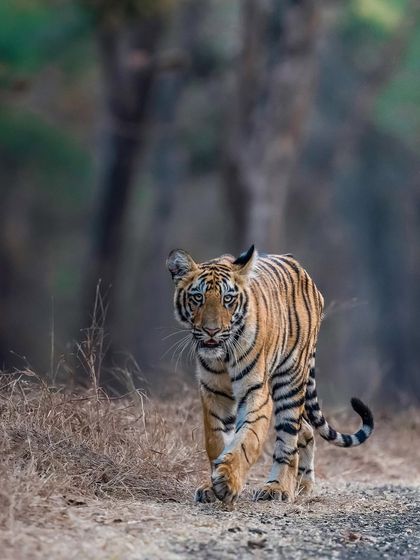 Tigers of India's Jungles photo 91