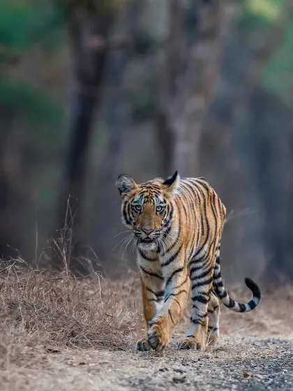 A young tiger cub from the Taru road in Tadoba. The charcoal-tinted roads of this park provide a unique, high-contrast backdrop for tiger photography.