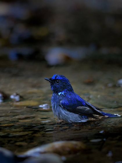The Small Niltava, a beautiful blue bird native to the Indian subcontinent and Southeast Asia. The genus name 'Niltava' comes from the Nepali word for the bird.