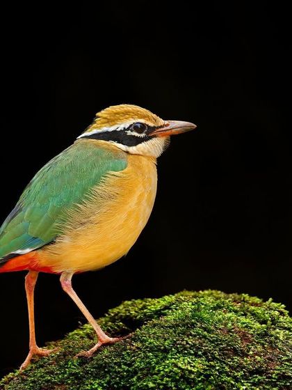 A portrait of the Indian Pitta against a clean black background, highlighting its nine colors.