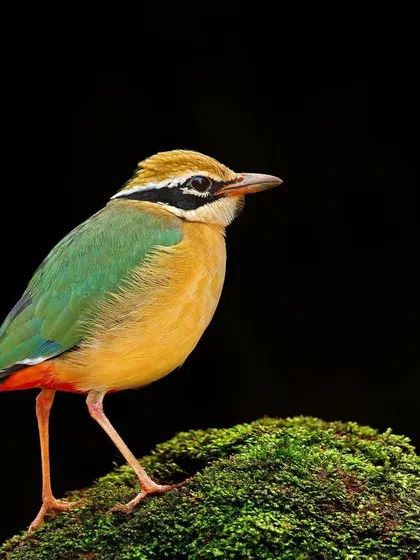A classic portrait of the Indian Pitta against a clean black background, making its vibrant colors pop.
