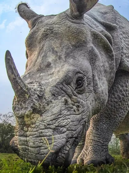Unicorns are real. A bug's-eye view of a magnificent Indian Rhinoceros in Assam, its powerful horn and armored skin making it look like a creature from mythology.