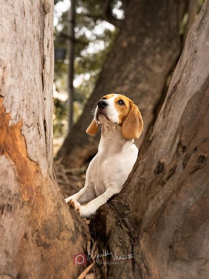 Pragalbh - Fine Art Pet Photography Outdoor Adventures photo 36