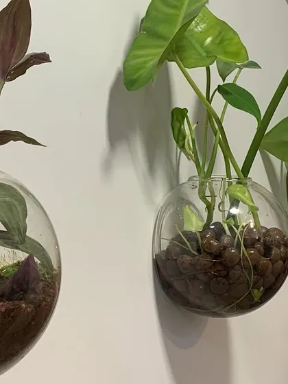 A closer look at three of my wall-mounted bubble planters. The one on the left is a soil-based open terrarium with moss, while the other two demonstrate water propagation with plants growing in clay pebbles and water.