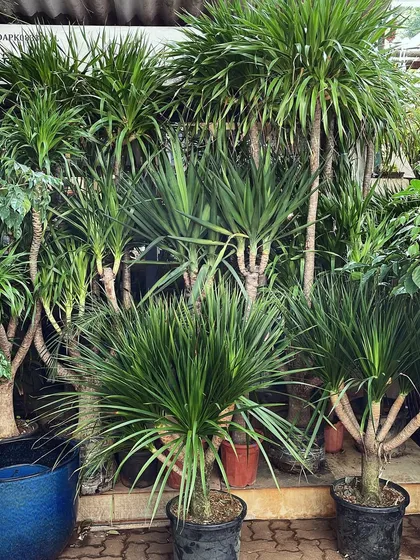 A jungle of Dracaena Draco and Yucca plants. This image shows how grouping similar architectural plants together can create a powerful and cohesive design statement, perfect for a large, modern space.