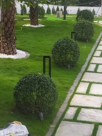 Precision is key to our garden maintenance. These perfectly spherical topiary bushes are a result of our artistic pruning service, adding a touch of formal elegance and structure to the landscape.