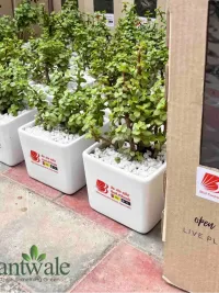 Green & Corporate Gifting