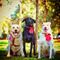 Play Bark & Snore Abode