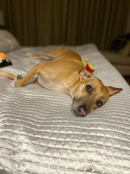 Puchka relaxing on the bed. The freedom to lounge on furniture is a key part of the stress-free, home-style boarding I offer.