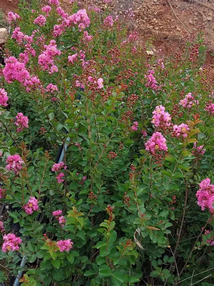 A group of pink Crepe Myrtle shrubs in full bloom, perfect for creating soft, colorful borders.