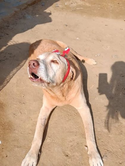 A birthday boy enjoying the sun. We make sure every birthday is filled with treats, fun, and lots of attention.