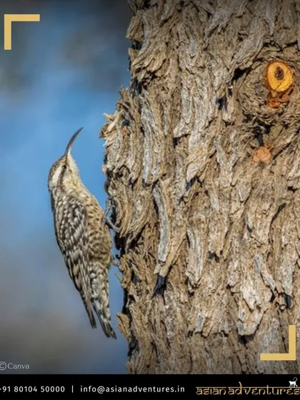 A Treecreeper makes its way up a textured tree trunk, searching for insects. Our guides have a keen eye for spotting such well-camouflaged birds during our forest walks.